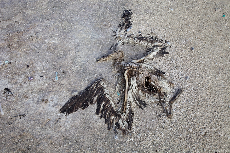 Nihoa Millerbird Translocation-6
