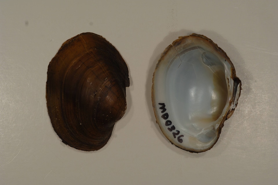 Lampsilis sp.-2