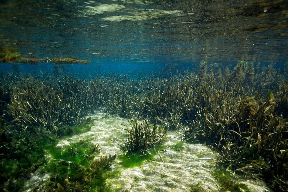 Eelgrass in a clear Florida spring