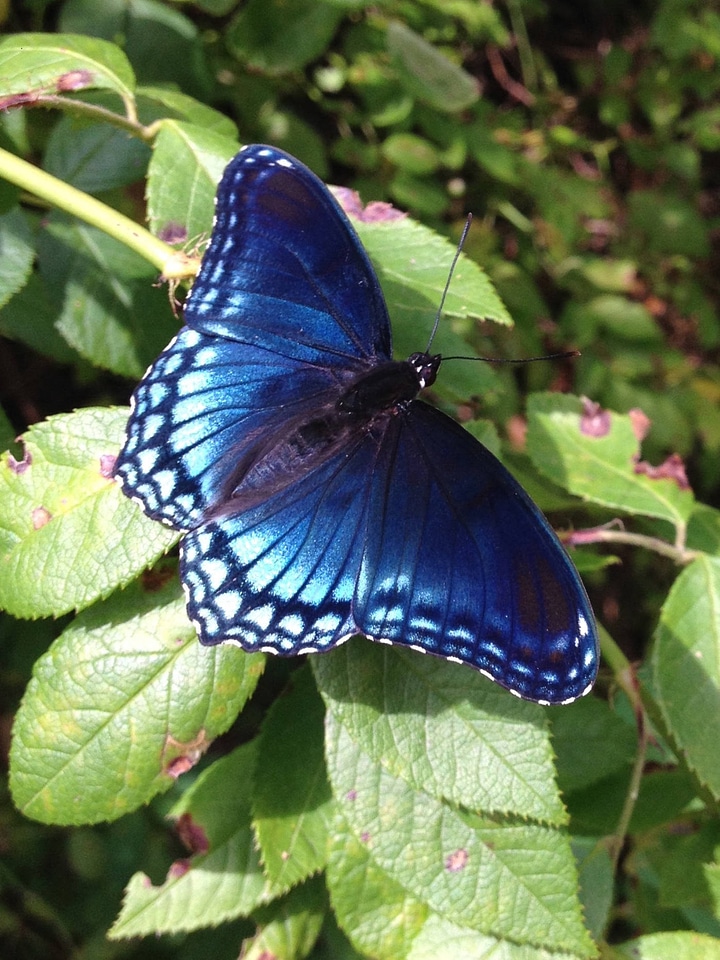 Red-spotted Purple butterfly