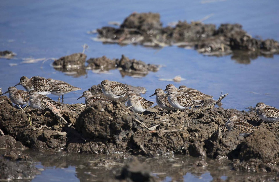 Least sandpipers-1