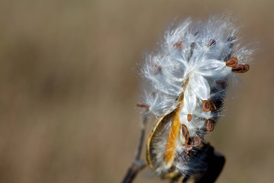 Milkweed pods open