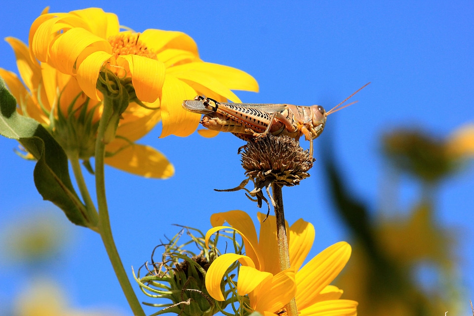 Eastern lubber grasshopper-2