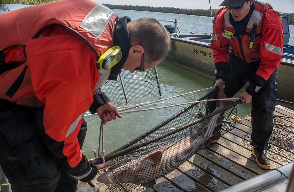 USFWS Fisheries crew transporting lake sturgeon-1