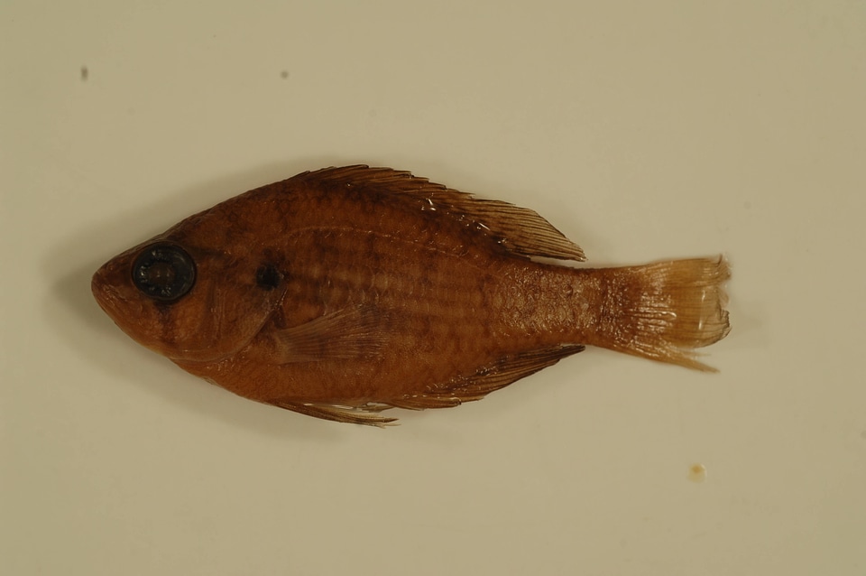Enneacanthus gloriosus-4