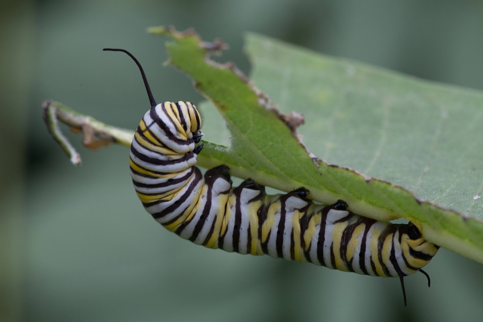 Monarch butterfly larvae feeding on milkweed-2
