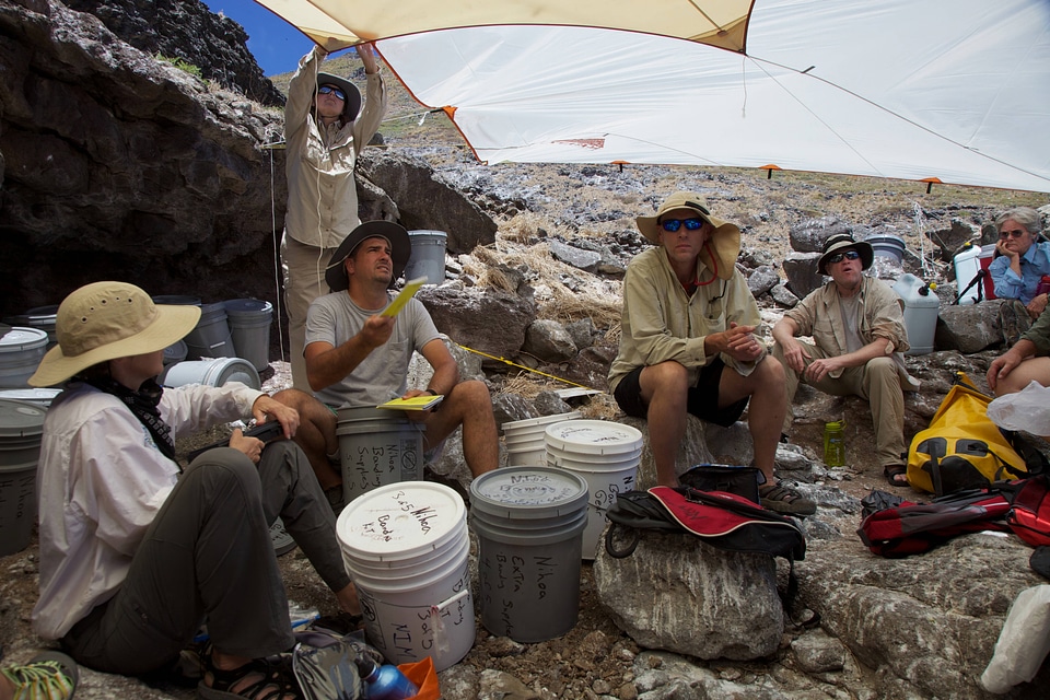 Nihoa MIllerbird Translocation-3