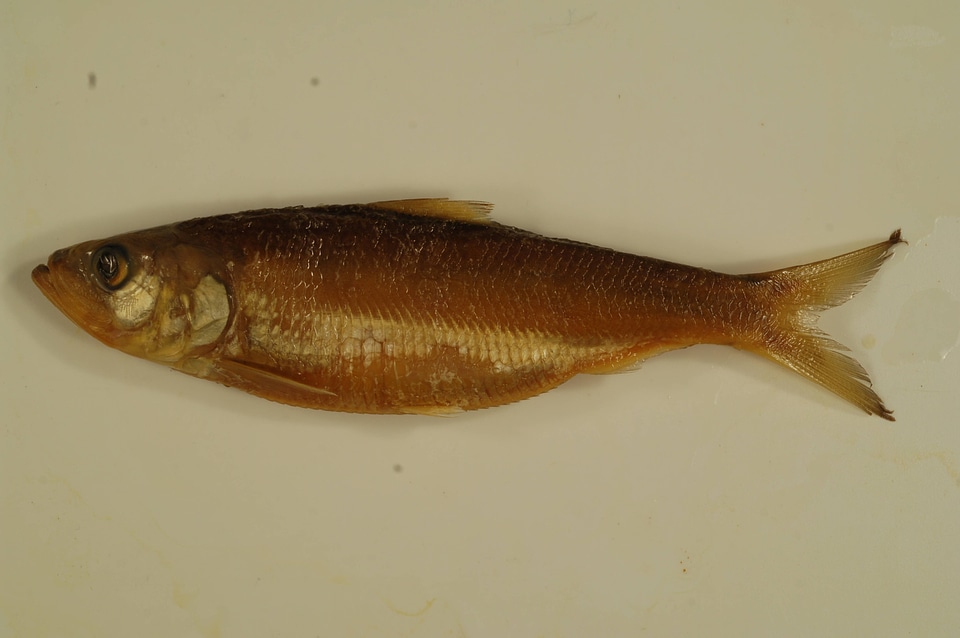 Alosa chrysochloris-4