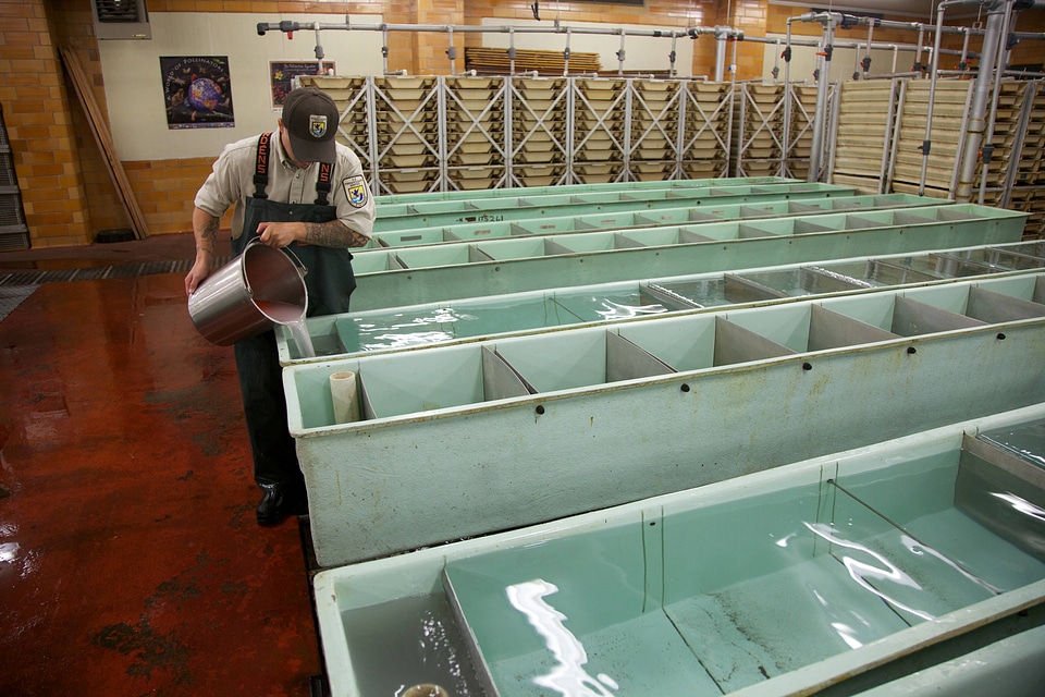 Salmon egg-taking and rearing station-3