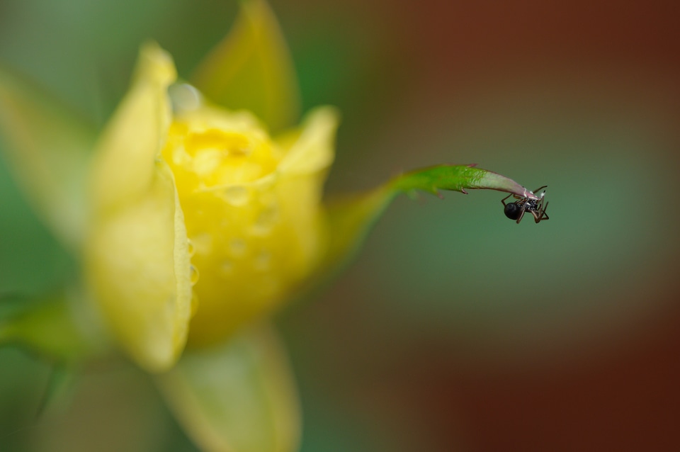 Black spider happiness rose bud