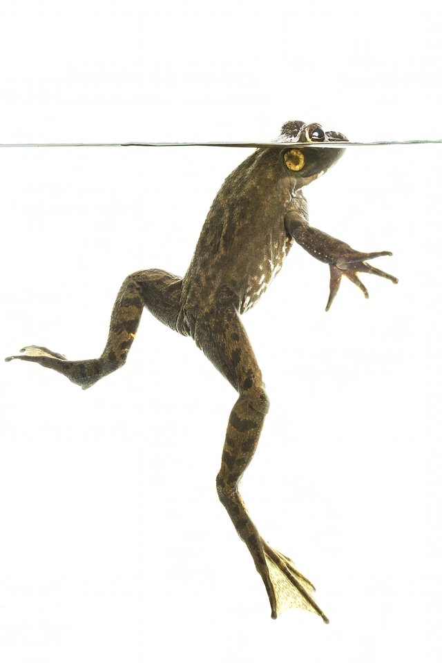American bullfrog-5