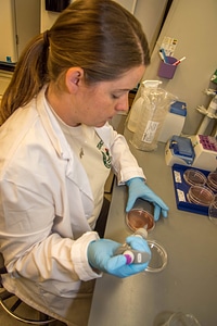 Worker doing in-vitro culture of freshwater mussels-1
