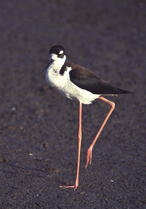 Black-Necked Stilt-7 photo