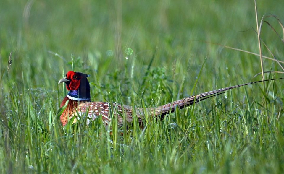 Ring-necked Pheasant-6