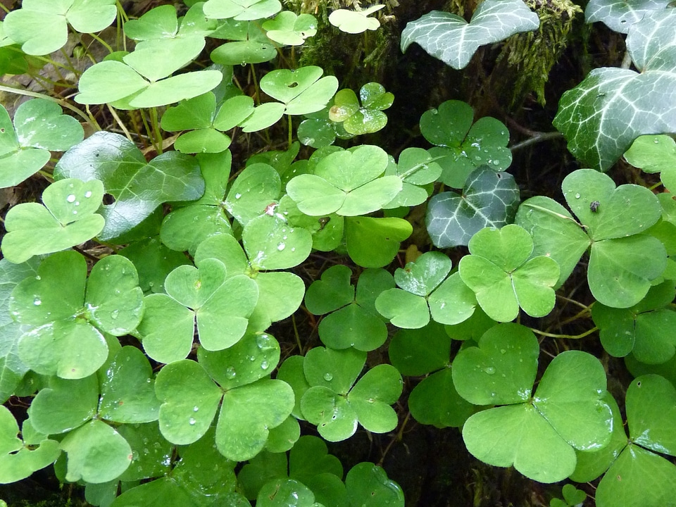Forest plant forest clover