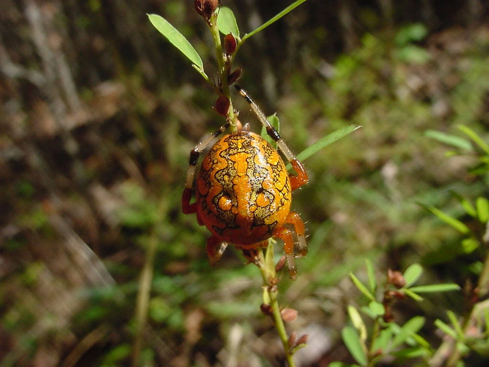 Marbled orb-weaver