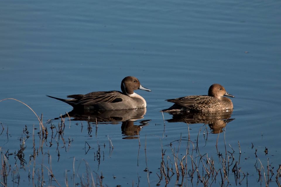 Northern Pintails-3