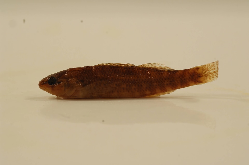 Etheostoma caeruleum-1