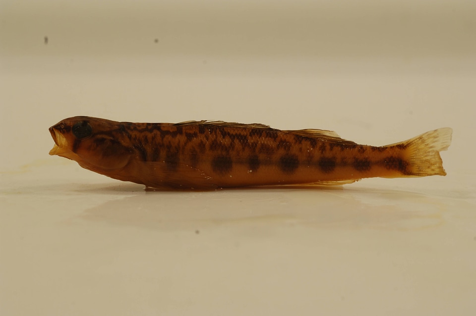 Percina gymnocephala-2