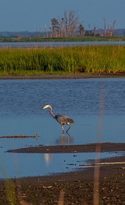 Great Blue Heron in marsh-1 photo