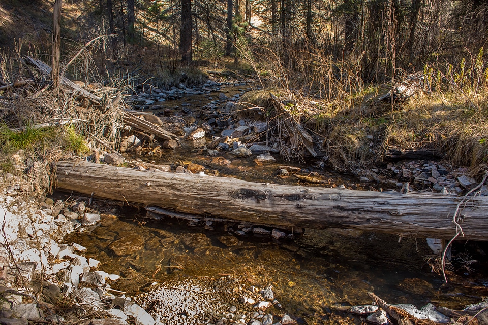 Mineral Creek in Gila National Forest-3