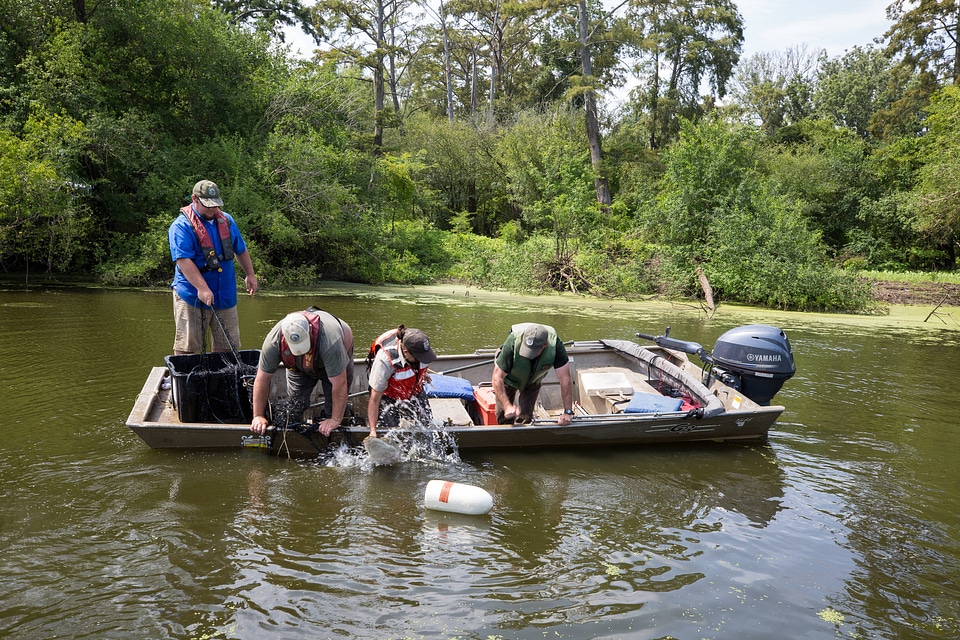 Alligator gar-4 photo