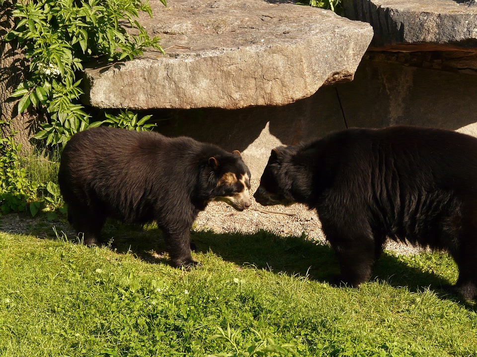 Predator short snout bear animal