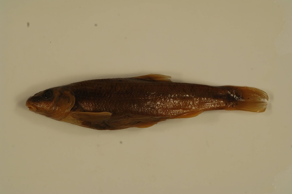 Campostoma anomalum-4