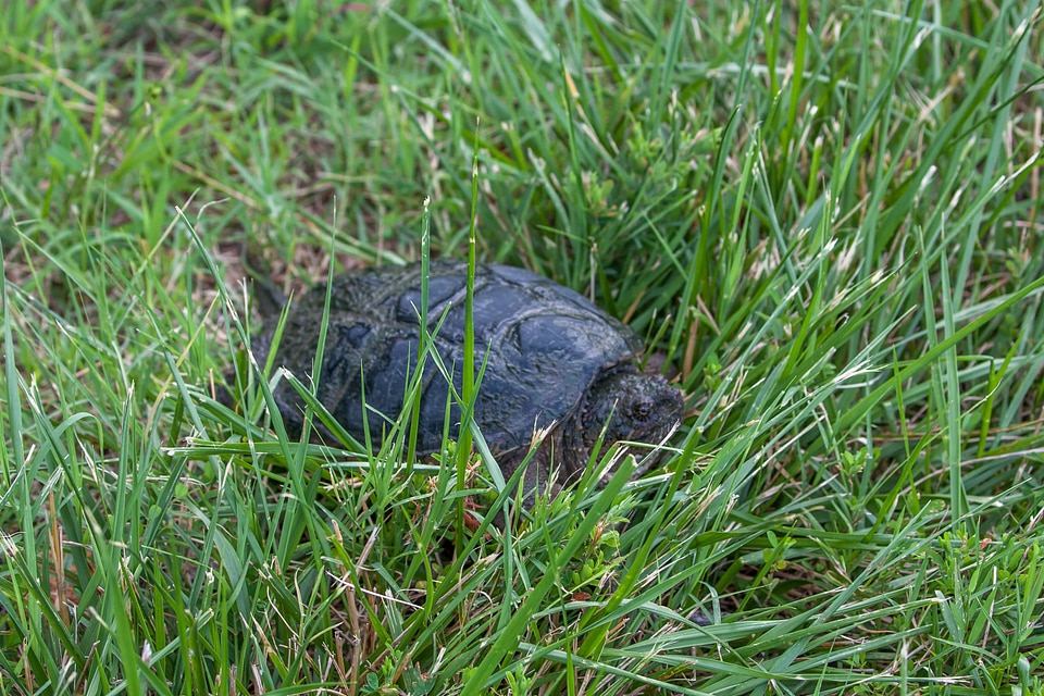 Snapping turtle in grass-3