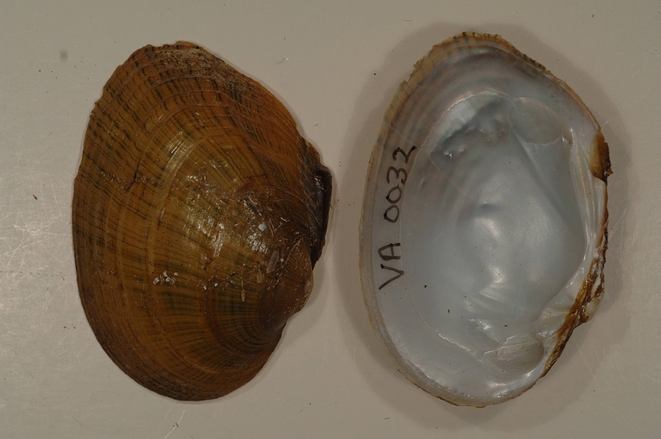 Lampsilis fasciola-4