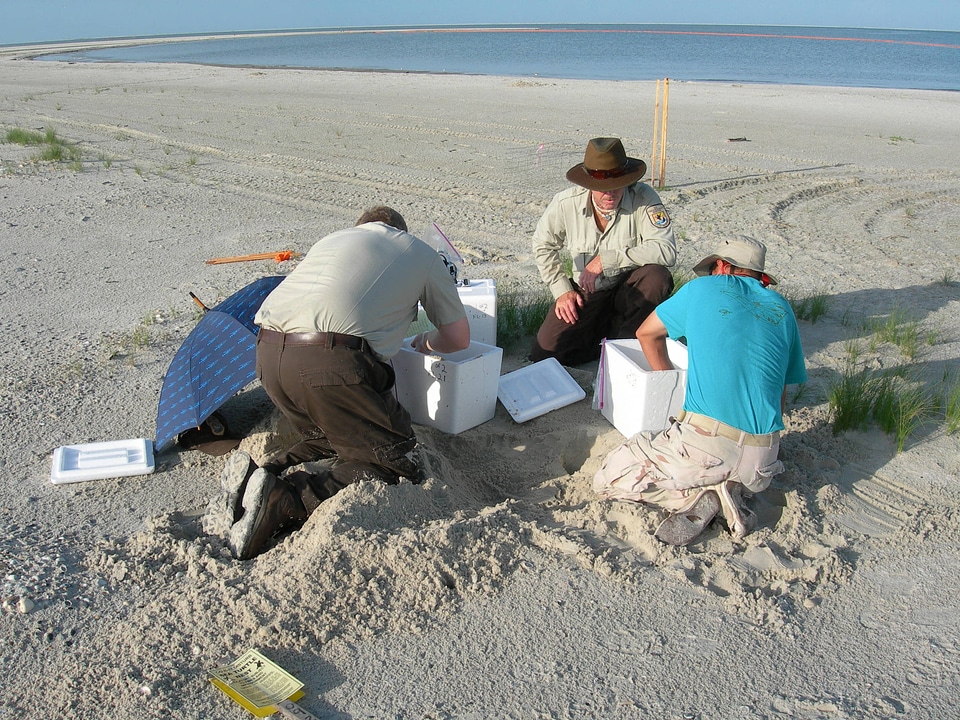 Sea Turtle nest excavation-1