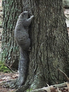 Delmarva Peninsula fox squirrel-6 photo