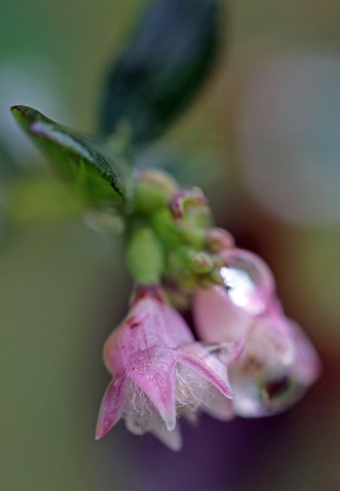Snowberry