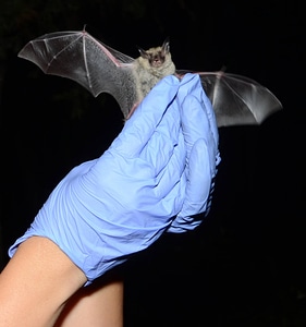 Northern Long-Eared Bat-4