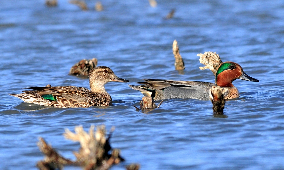 Green Winged Teal pair at  Seedskadee National Wildlife Refuge
