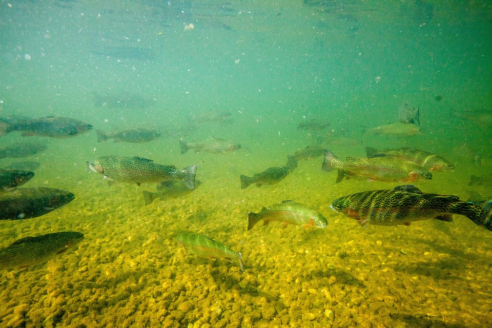 Rainbow trout in hatchery pond-1