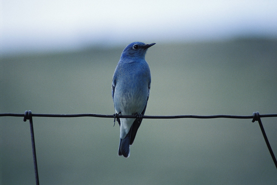 Mountain bluebird-2