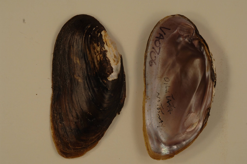 Elliptio dilatata-6