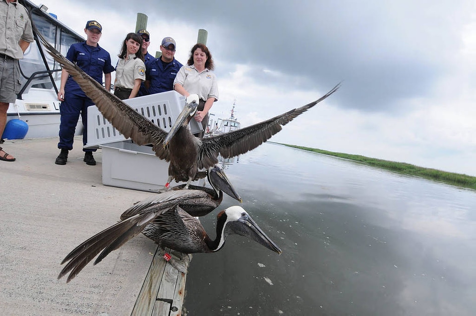 Brown Pelicans being released