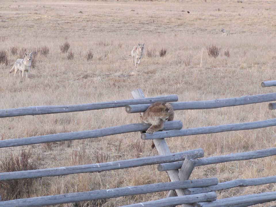 Juvenille Mountain lion and Coyotes  getting closer