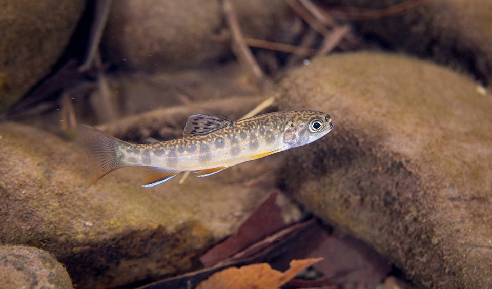 Brook Trout juvenile-1 photo