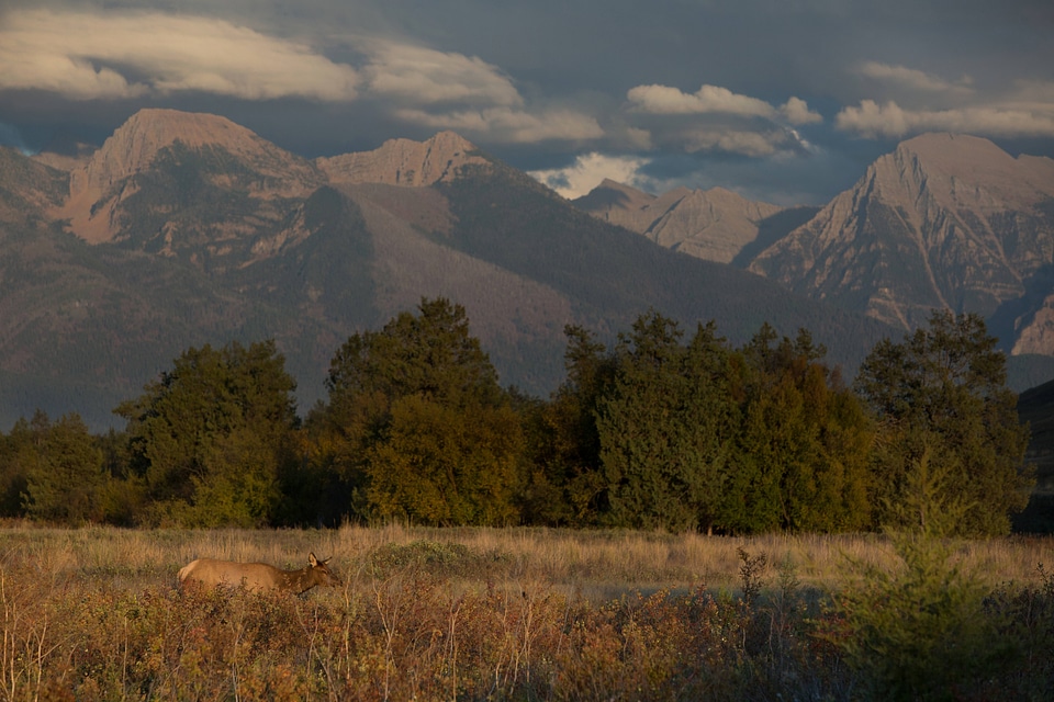 Cow Elk with mountain backdrop-1