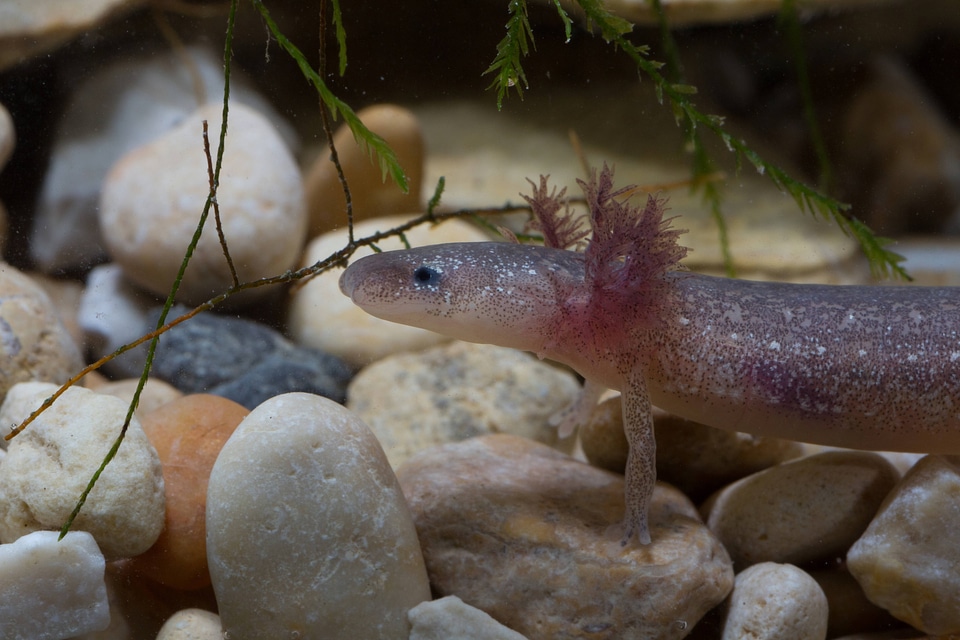 Barton Springs Salamander-2