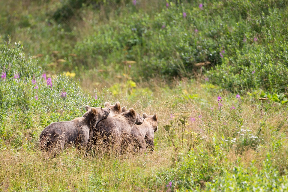 Kodiak brown bear cubs walking together in a colorful tundra