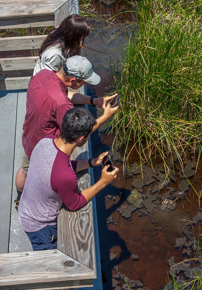 Students take cell phone picture of wetland