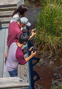Students take cell phone picture of wetland