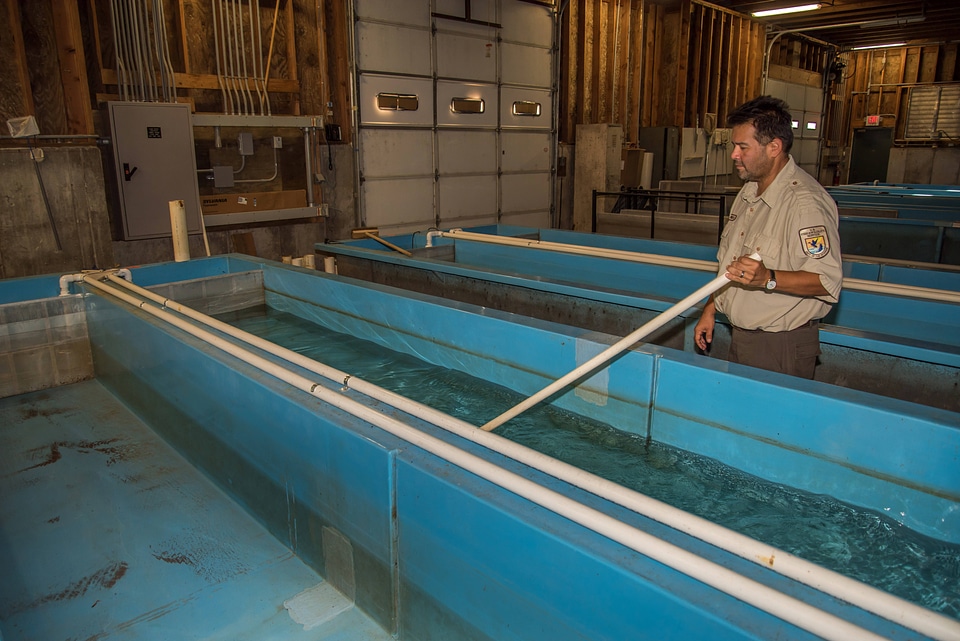 FWS staff employee cleans fish raceways-2