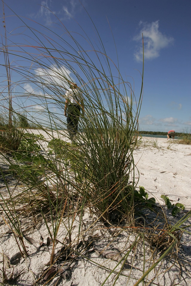 Beach grass-1