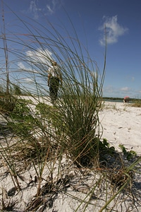 Beach grass-1 photo