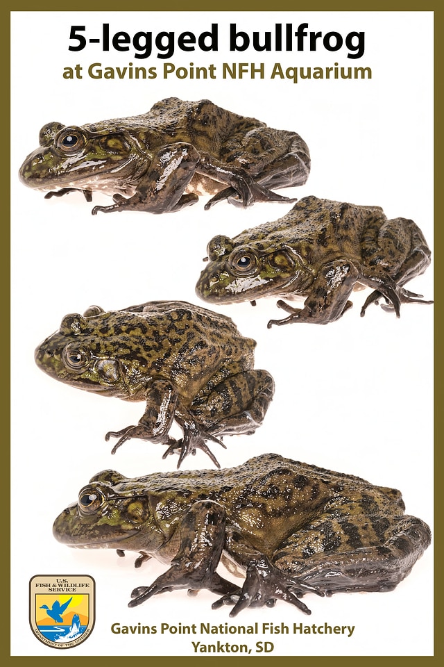 American bullfrog malformations photo